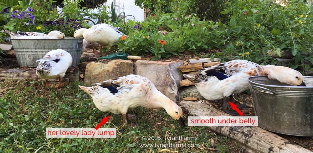 How to tell if your ducks are laying eggs Tyrant Farms